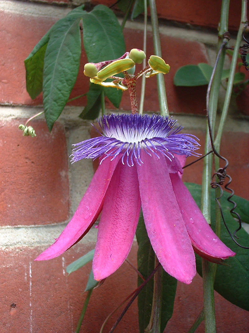 پاسیفلورا لوفگرنی